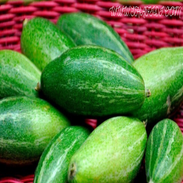 SBJEI-FRESH POINTED GOURD